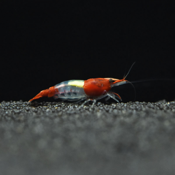 Red Rili Garnele, Neocaridina davidi 'Red Rili'